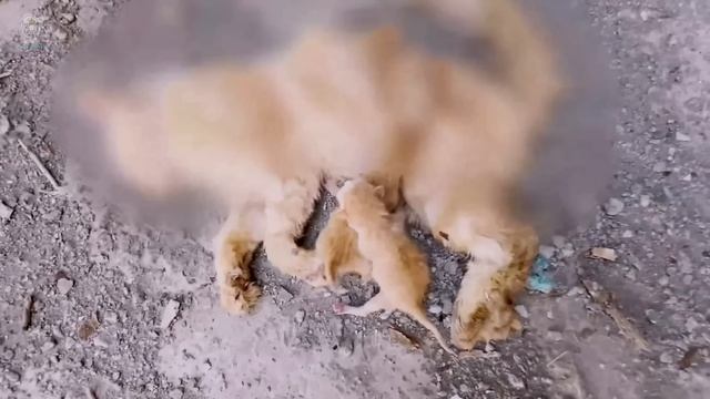 Два новорожденных котенка в последний раз напрасно зовут маму … смотреть онлайн