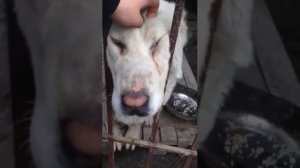 Средне азиатская овчарка Белый