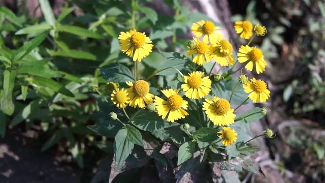 SONY A 6000/MINOLTA LENS VIDEO TEST смотреть онлайн