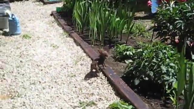 шоколадная девочка - 3. пет-класс.чихуахуа,3 месяца смотреть онлайн