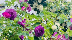 100 半地栽两年的《Lavender Crush climbing Rose》💓💓 ｜Meet my 2 year-old Lavender Crush climbing Rose
