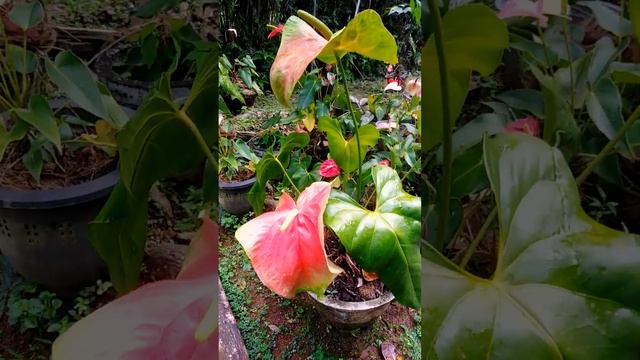 #Obake LARGE #Anthurium andraeanum #flower plants #shorts