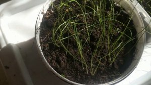 ЛУК ШТУТТГАРТЕР РИЗЕН: Эксперимент/