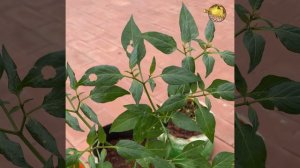 5 MAGICAL USES OF ASAFOETIDA IN GARDENING & FARMING