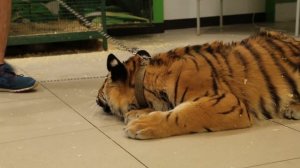 Видео кормления тигрицы в контактном зоопарке в Кирове 14 июня 2016