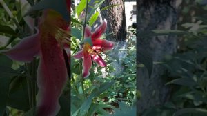 ЕЙСК. САД МЕЧТЫ. ЛИЛИИ. Гигантские лилии