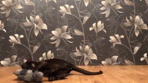 Ориентальный кот. Опыт владения и воспитания - 3 года.