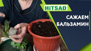 Сажаем бальзамин в вазон ✔️ Бальзамин из семян советы от хитсад тв