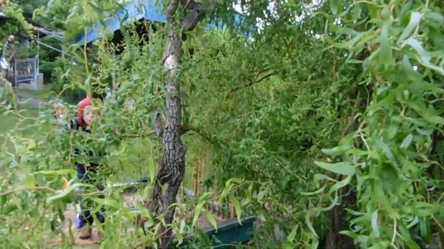 ЛАВАНДА и ШАЛФЕЙ на даче. Черенкование ИВЫ плетистой