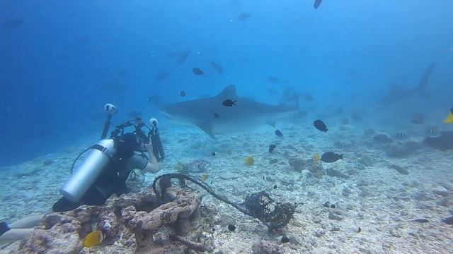 Тигровые акулы сайт Tiger Zoo. Fuvahmulah. Мальдивы