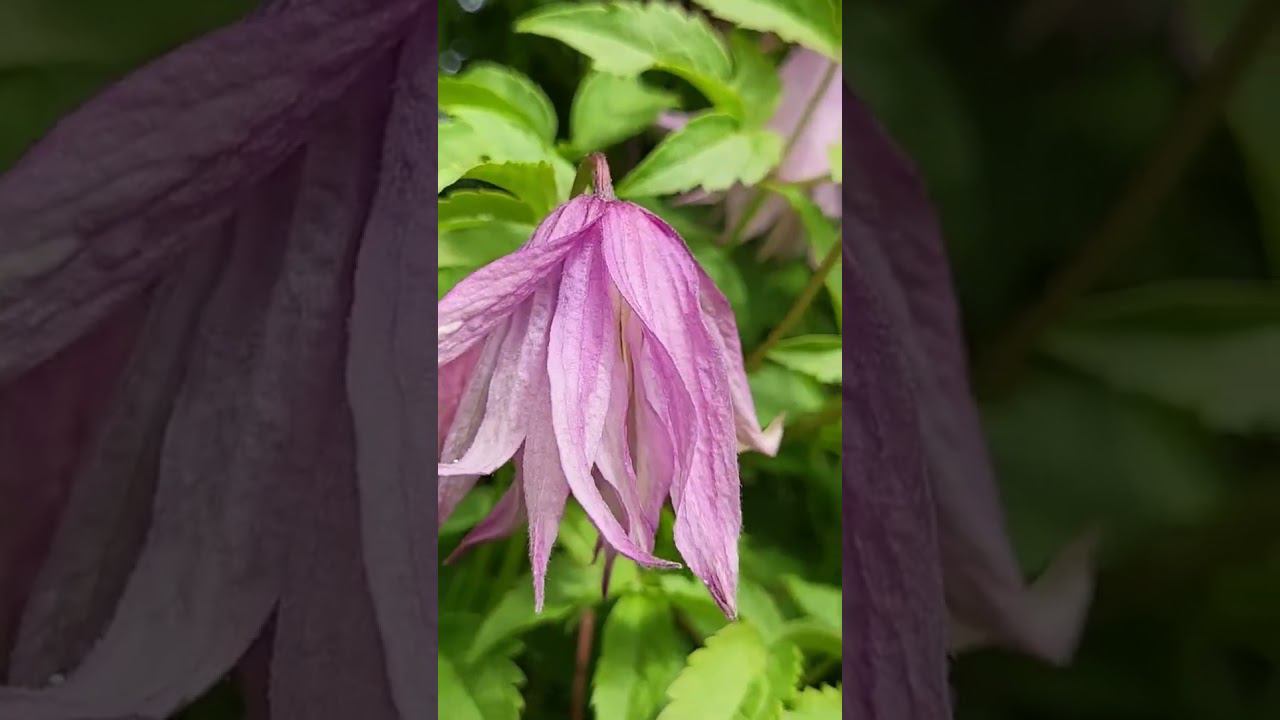 Сорта клематисов 1 группы. Княжики. Спрашивайте каталог на вацап 89193271772 смотреть онлайн