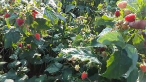 Атлант супер урожайная ремонтантная малина.