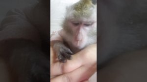 ЧТО ОБЕЗЬЯНКА ВЫТВОРЯЕТ )))