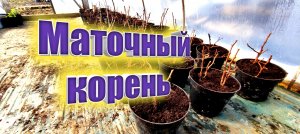 Ежевика, малина, ежемалина. Закладка маточного корня. Belklubnika.by.mp4
