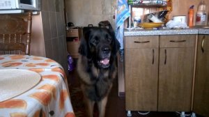 Леонбергер Муфаса