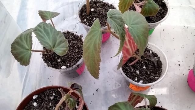 #248.Бегонии Беллеконии -от черенка до цветения. Мой опыт. смотреть онлайн