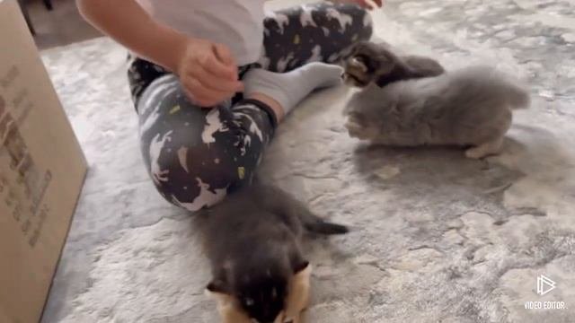 Шотландские котята рождены 11.05.2023г. Продаются самые милейшие котятки! Котята готовы к брони.