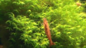 Нитчатка УНИЧТОЖЕНА при помощи Cidex !!!