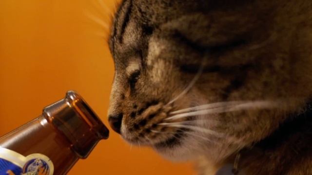 Какой запах не любят кошки смотреть онлайн