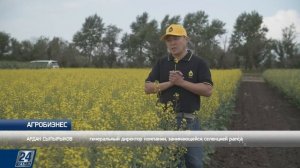 Как правильно выращивать рапс, чтобы получить высокую прибыль