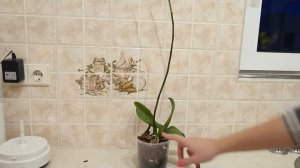 Как правильно обрезать орхидею