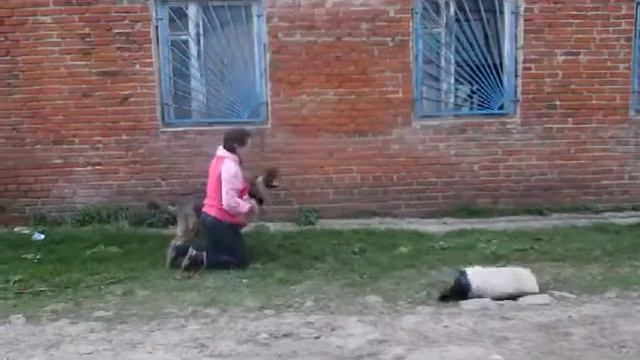Волча  Кусачка 29 04 12
