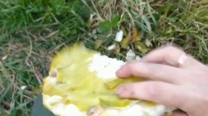 Жареные СЕМЕЧКИ из своих подсолнухов