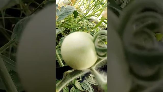 Томат сорт абрикосовый смотреть онлайн