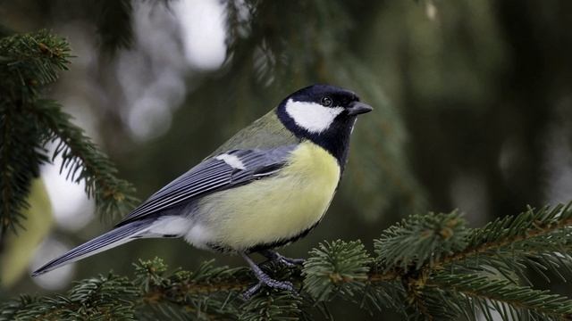 Игорь Яцкевич. "Синица" смотреть онлайн