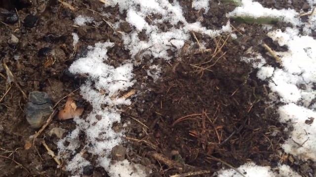 Посадка тюльпанов, смешанные посадки