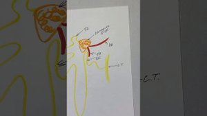 Строение нефрона, физиология образования первичной и вторичной мочи в почечных канальцах