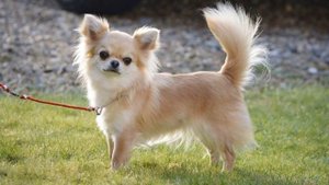 Чихуахуа (Chihuahua ) - порода собак