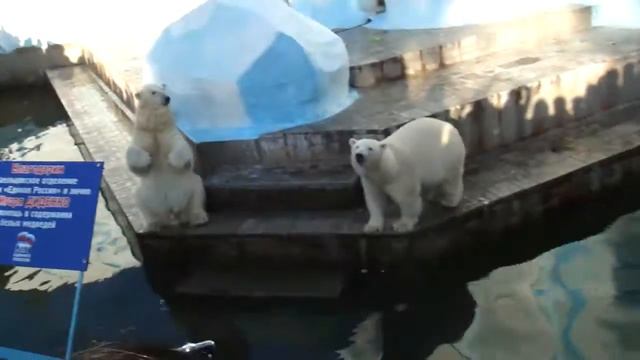 Белые медведи смотреть онлайн