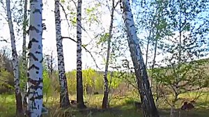 Весна в лесу