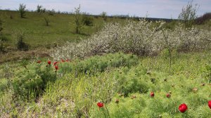 Цветущие склоны. Апрель. Пионы, степной миндаль, ирисы-касатики, тёрн. Жаворонок поёт