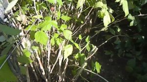 обрезка малины осенью || как правильно и когда обрезать малину