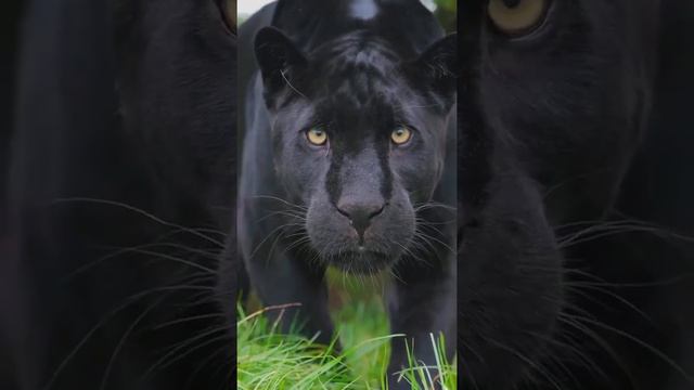 Чёрная пантера. На прекрасно 😍 Интересное видео Чудеса природы смотреть онлайн