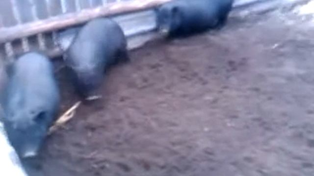 Выращивание вислобрюхих вьетнамских свиней.Содержание. смотреть онлайн