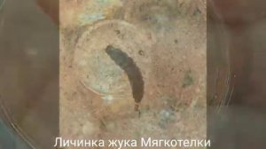 ЛИЧИНКА ЖУКА МЯГКОТЕЛКИ. Стадии развития жука. Наблюдение за насекомыми. Как выглядит жук Мягкотелк