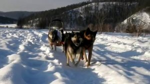 Собачья упряжка  скипуллинг на Урале