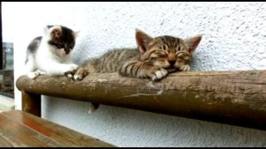 Кошки  Песня музыка клип который сводит с ума кошек.mp4