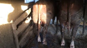 Откорма Бычков После 4 месяца на откорм Результат