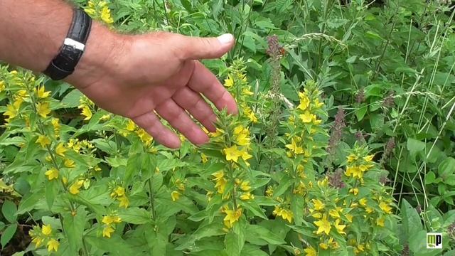 MAZZA D'ORO PUNTEGGIATA (Lysimachia punctata) смотреть онлайн