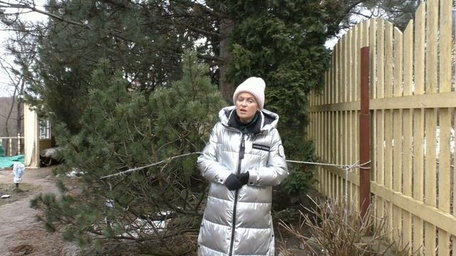 Обработка хвойных растений