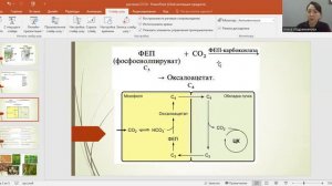 С 3 және С 4 өсімдік жапырақтарының анатомиясы