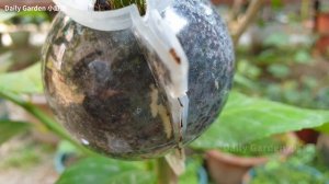 I Used a special tool to Air Layering Lemon Tree - Easy way to grow Lemon tree from cuttings