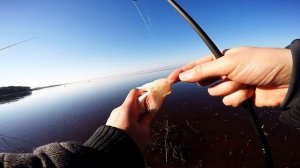 Финский залив. Судак. На отводной поводок. Дроп-шот