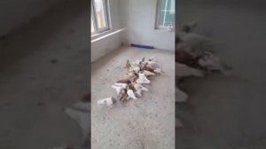 Узбекские бойные голуби в Узбекистане / Uzbek pigeons in Uzbekistan (Gayrat Muminov /Ташкент )