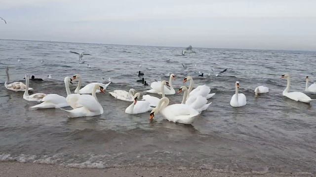 ЛЕБЕДИ ЗИМУЮТ//КРАСОТА В АНАПЕ//МОРСКИЕ БУДНИ Anlelus смотреть онлайн