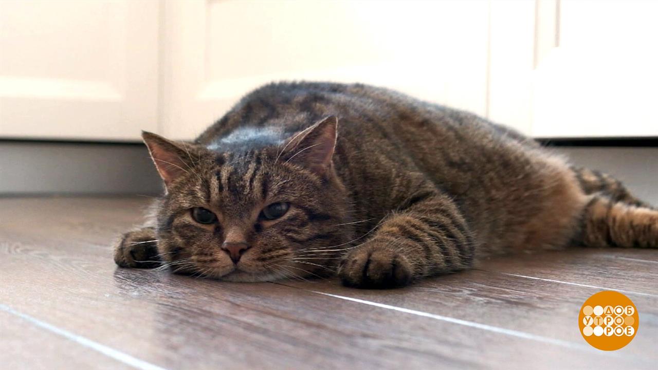 Хорошего кота должно быть много. Доброе утро. Фрагмент выпуска от 05.01.2021